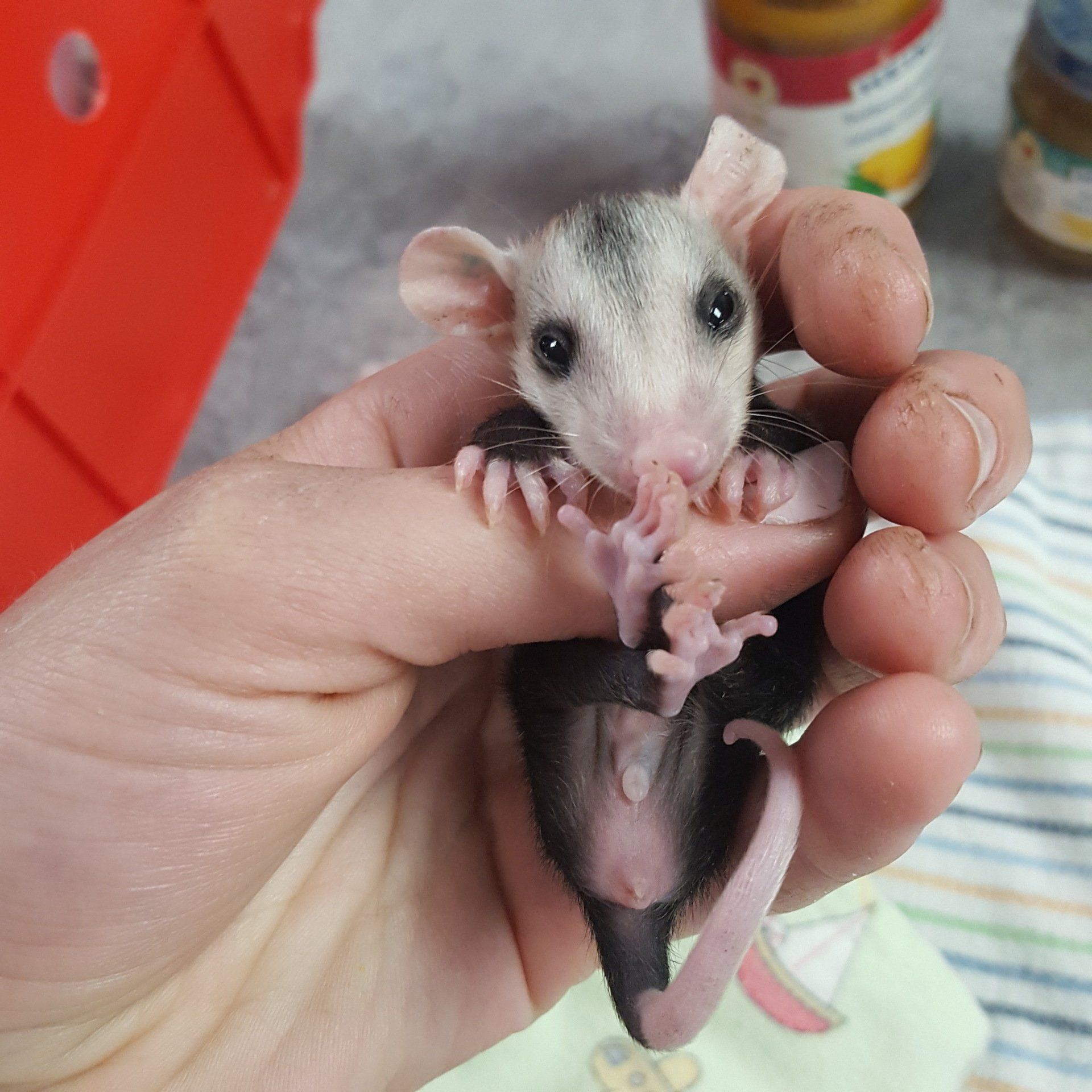A person is holding a baby opossum in their hand