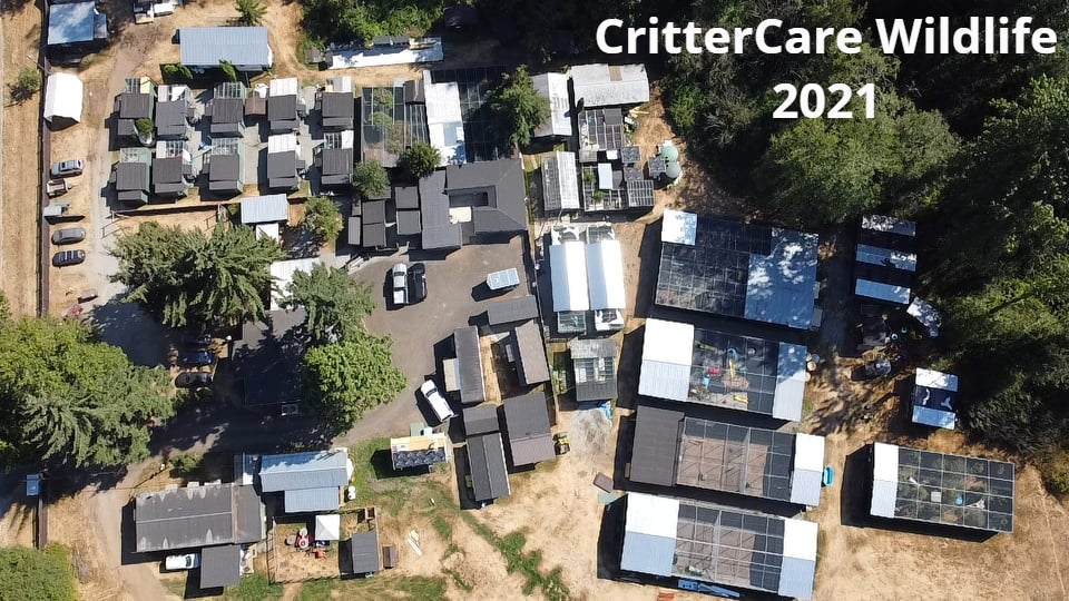 Critter Care 2021