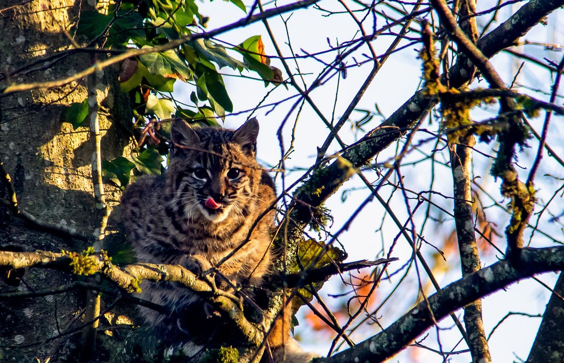 Bobcat in tree