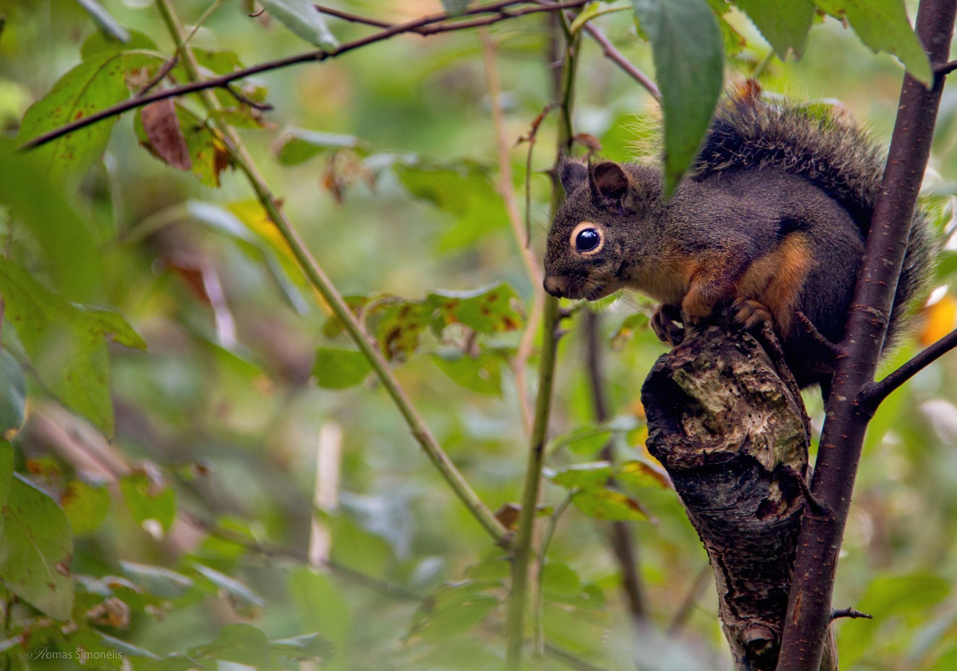 Douglas squirrel on tree branch