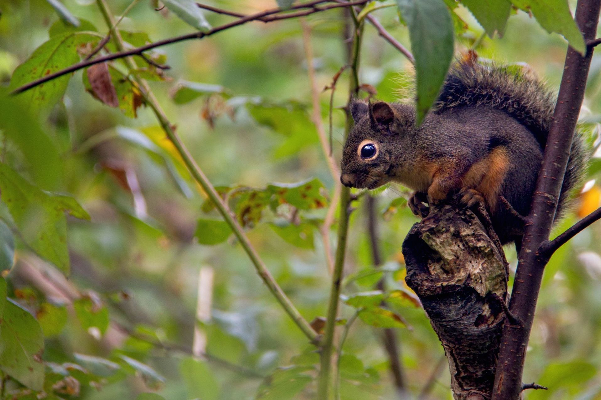 Douglas squirrel on a tree branch.