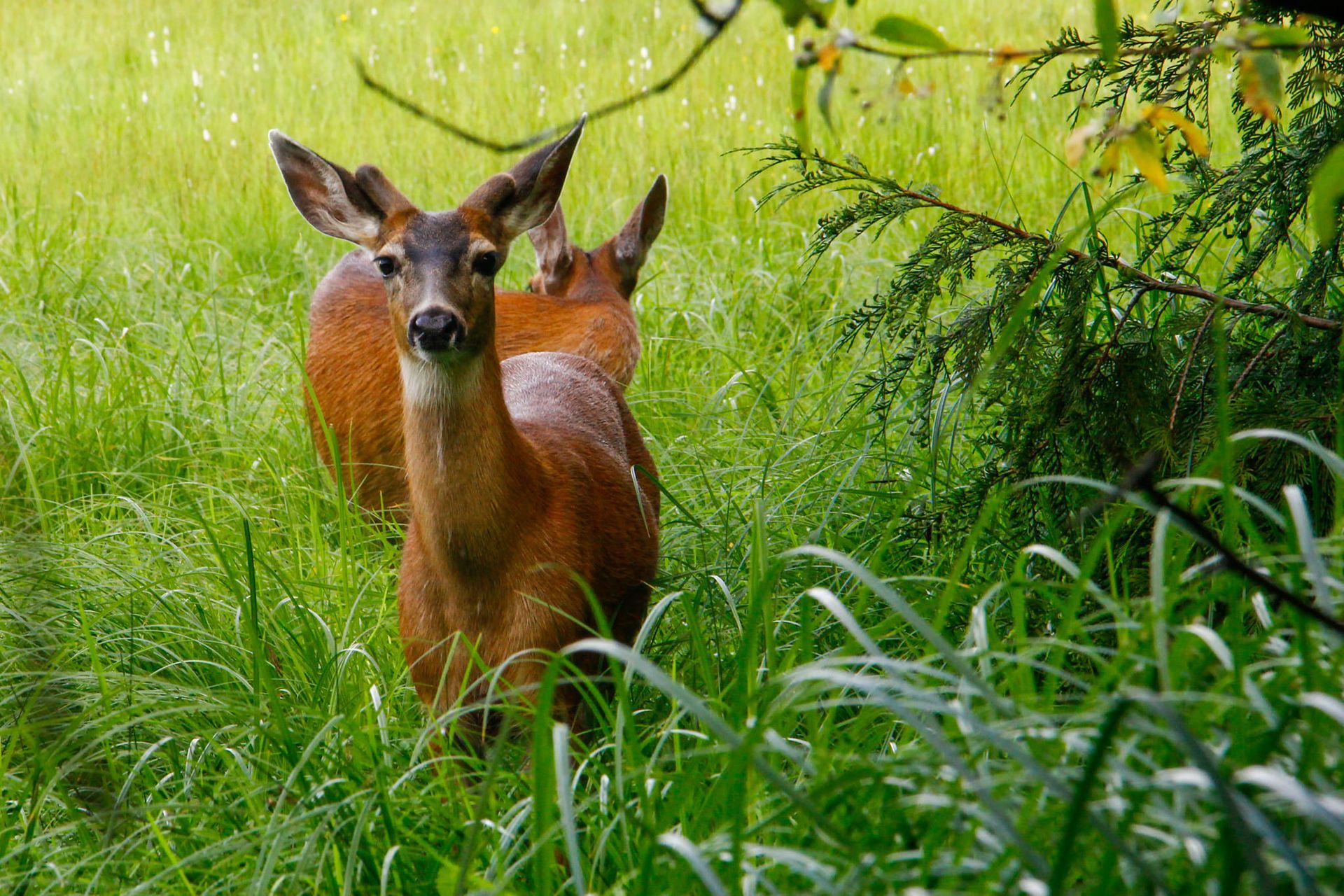 Deer in the grass