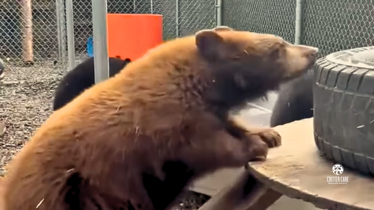 Brown bear reaching toward a picnic table with a tire; inside an enclosure.