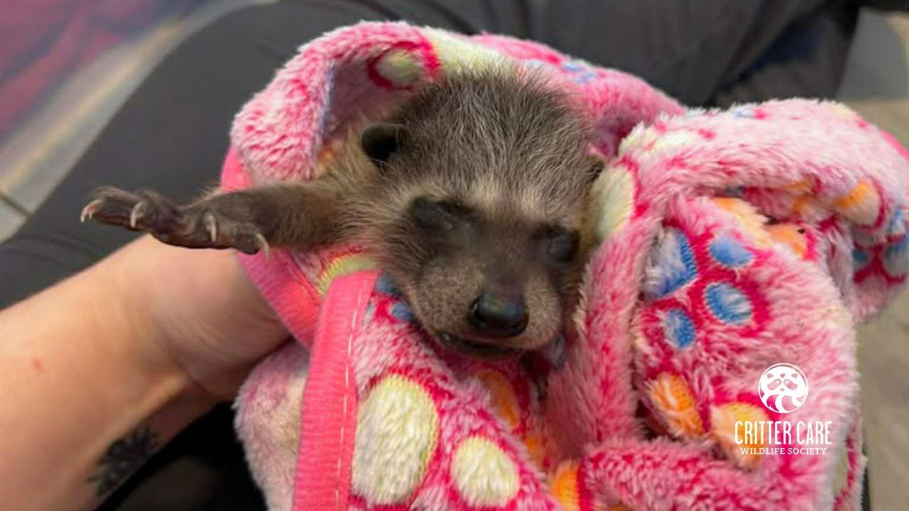Baby raccoon wrapped in a pink blanket, arm extended, resting in a person's hands.