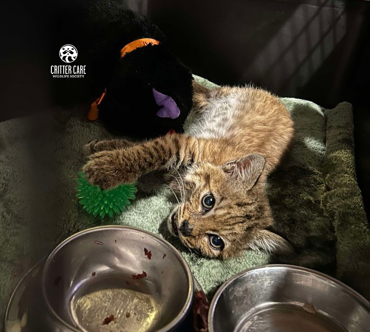 A bobcat kitten is laying on a blanket next to two bowls of food