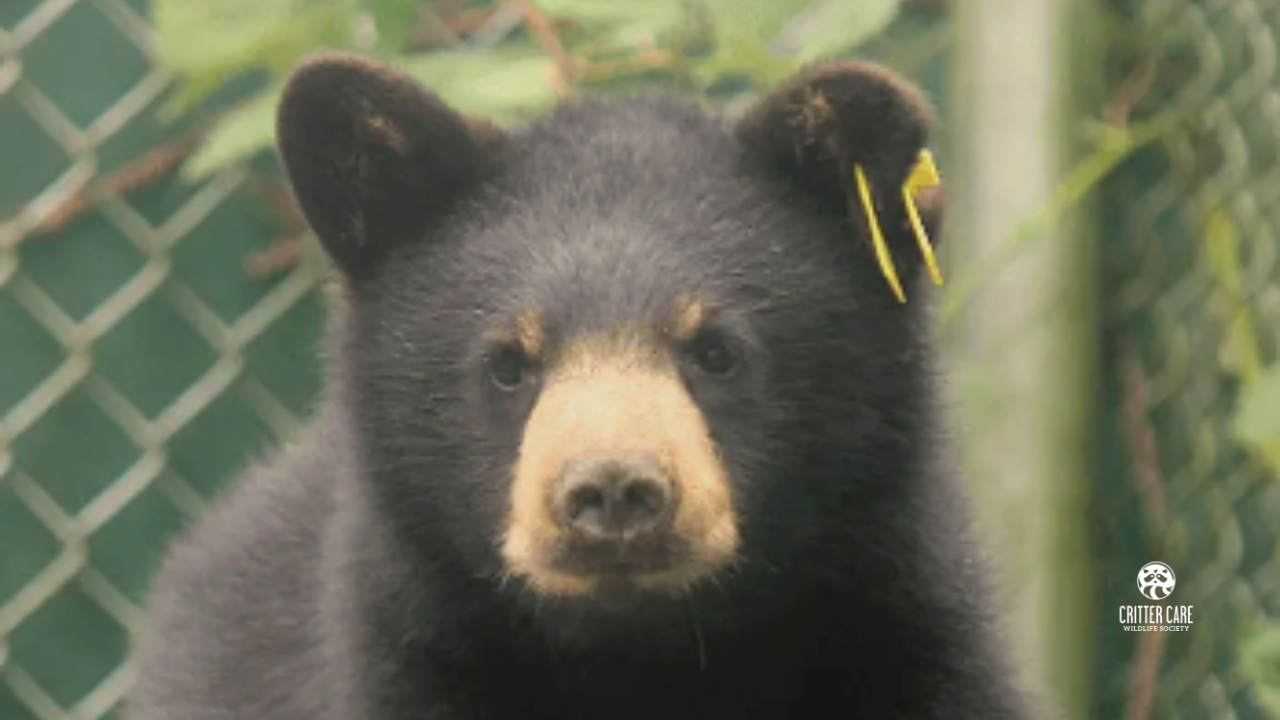 Black bear cub with tan muzzle and yellow ear tag.