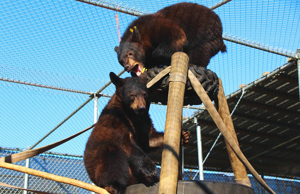 Black Bears