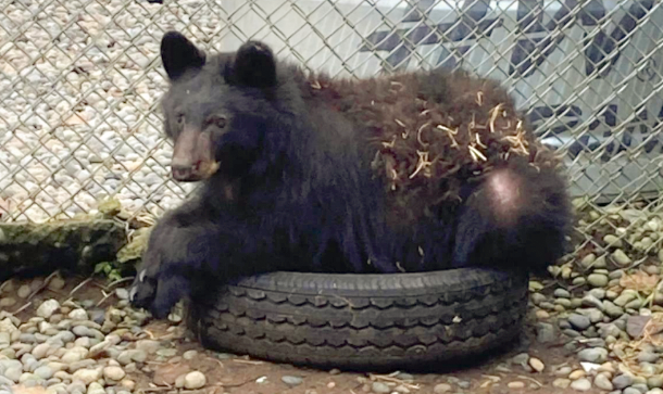 Lions Bay Cub