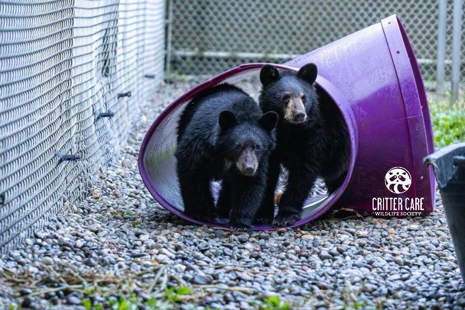 Two black bear cubs are playing in a purple tunnel.