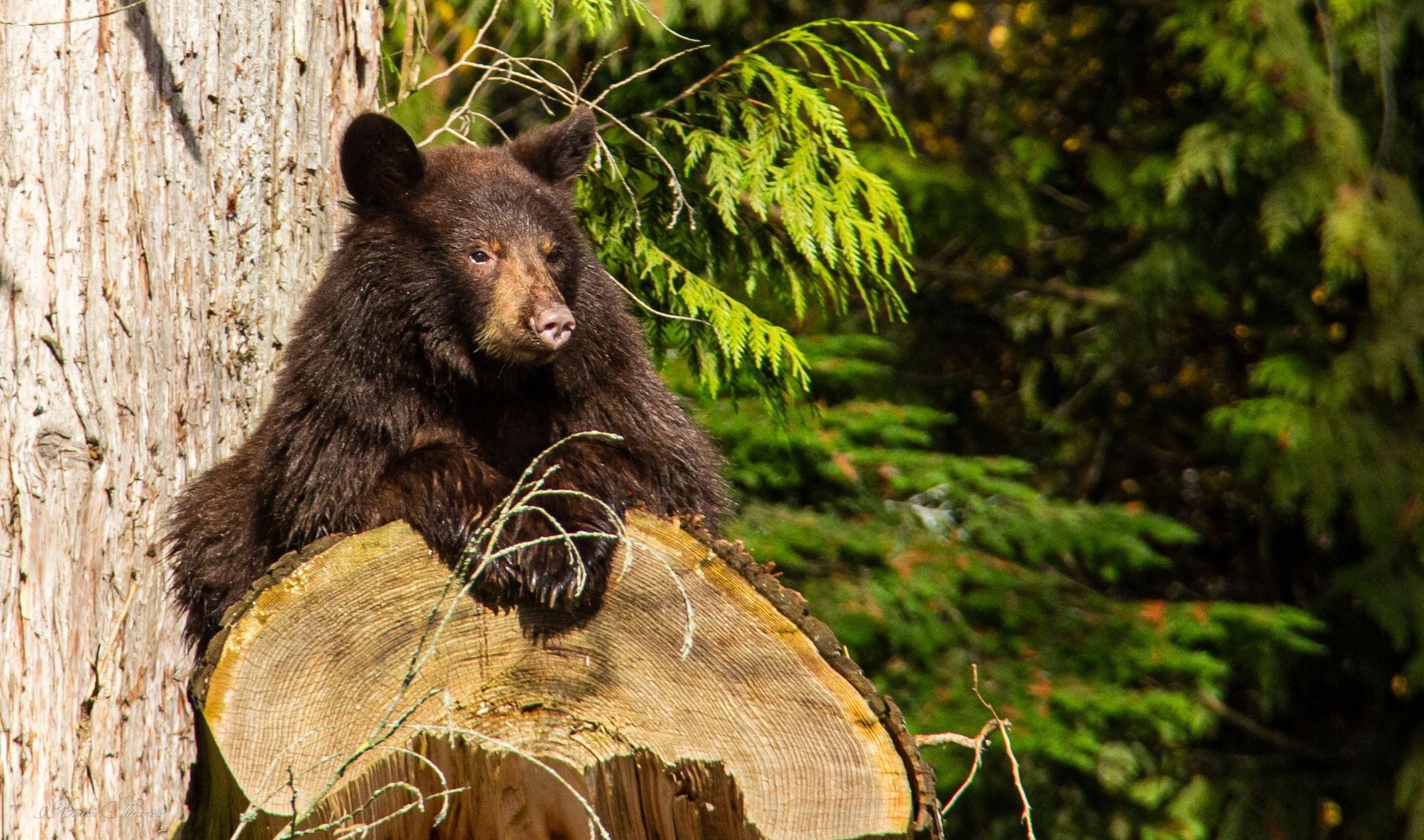 Southern British Columbia is home to some of the most remarkable wildlife in Canada.