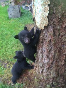 bear story critter care