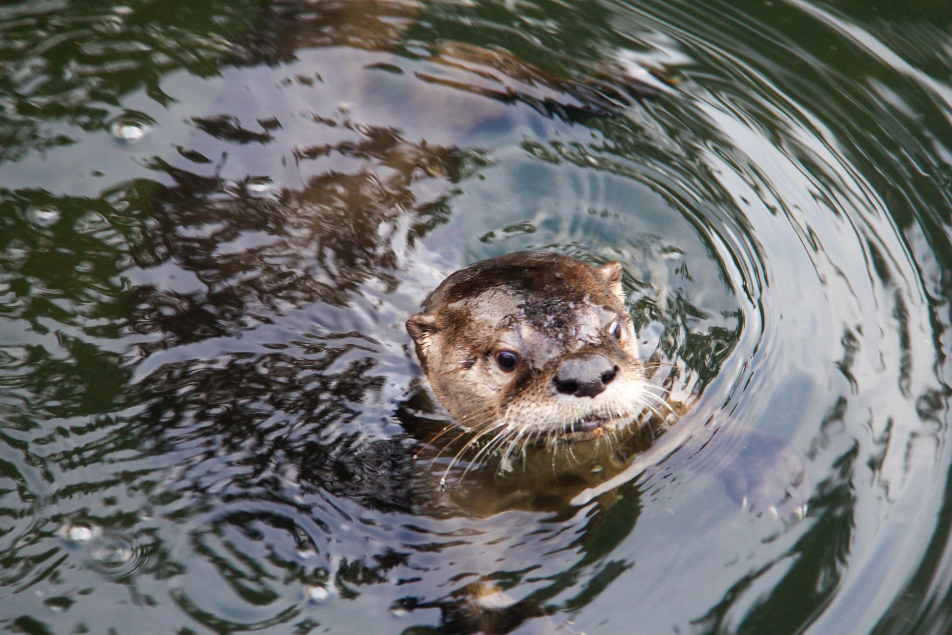 An otter is swimming in the water and looking at the camera