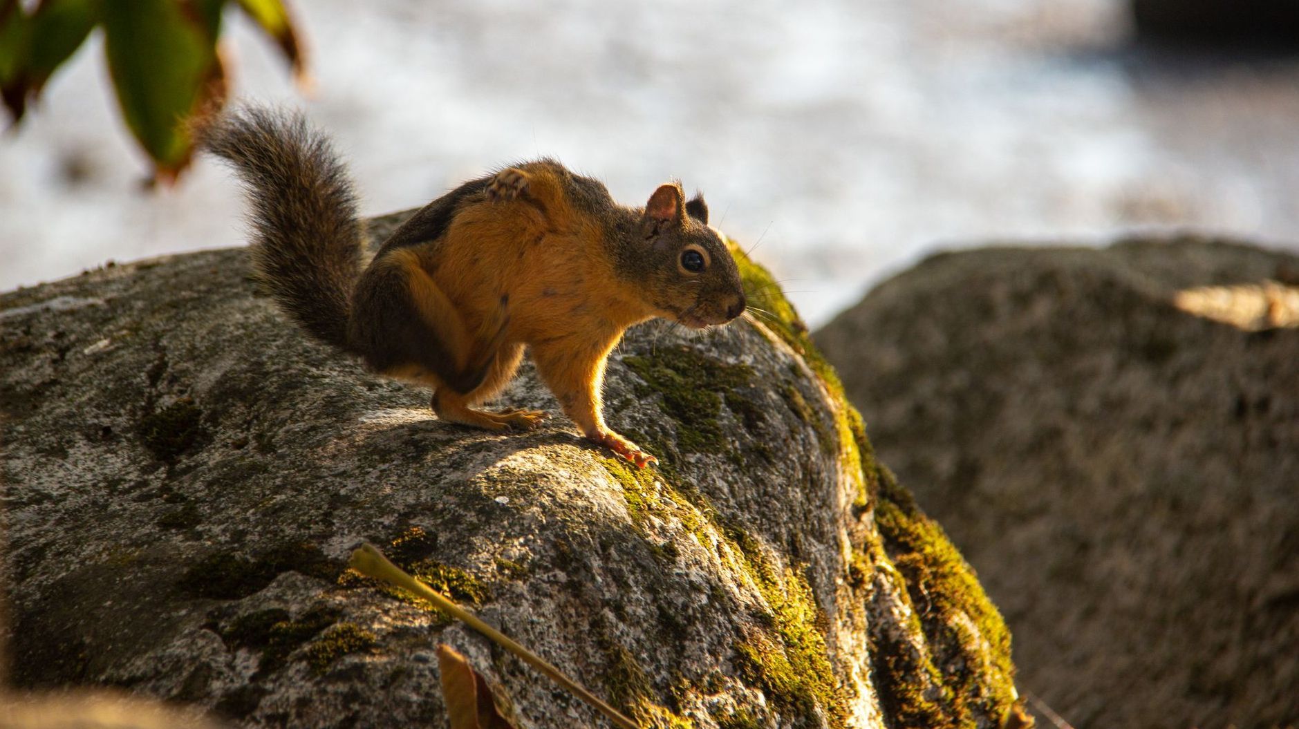 Douglas squirrel on a rock.