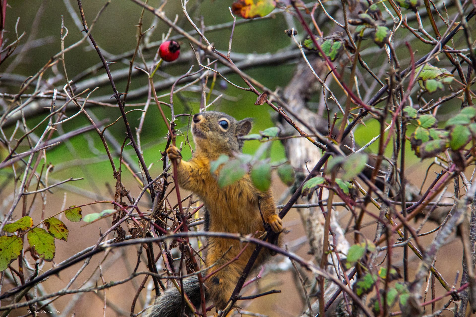 Douglas squirrel in tree.
