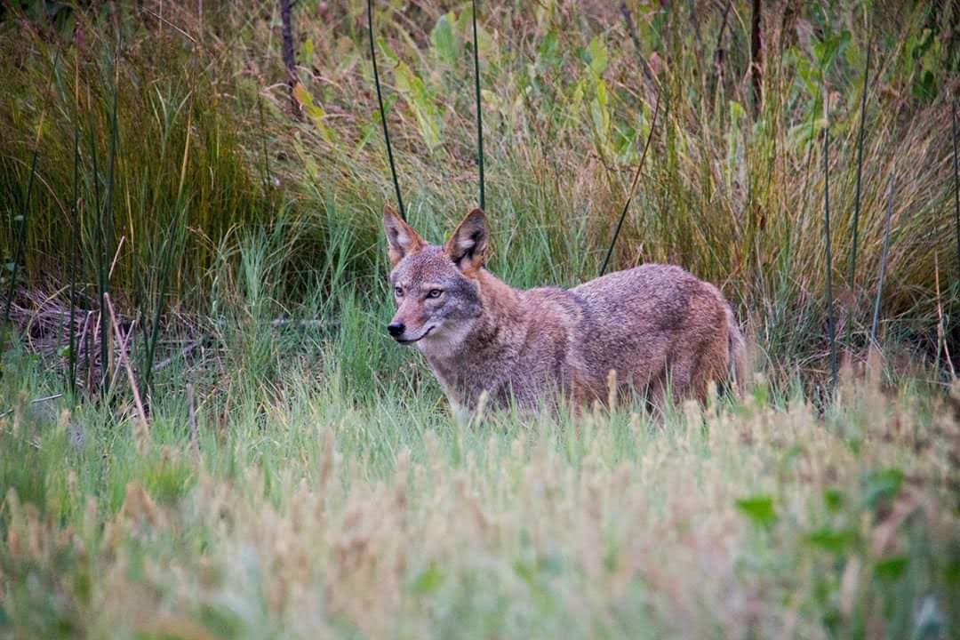 Coyote in grass