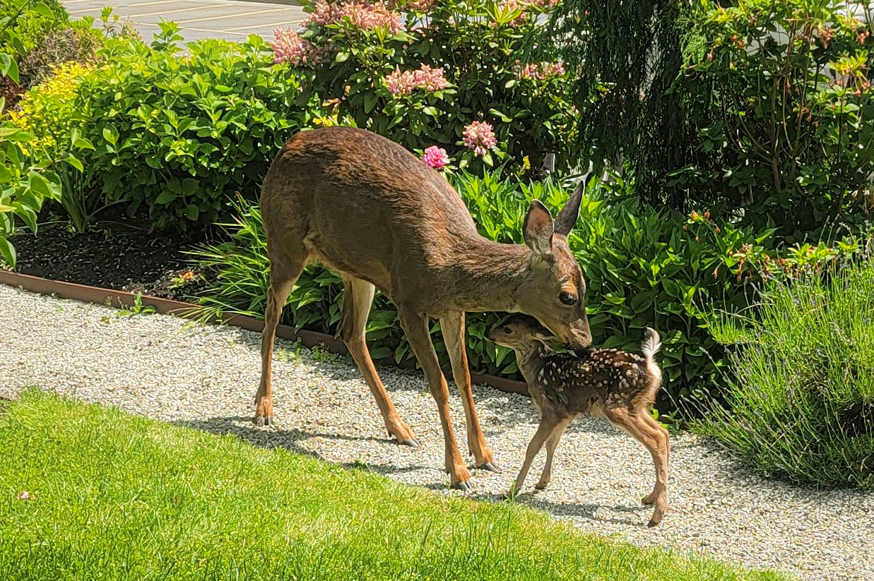 A mother deer and fawn reunited