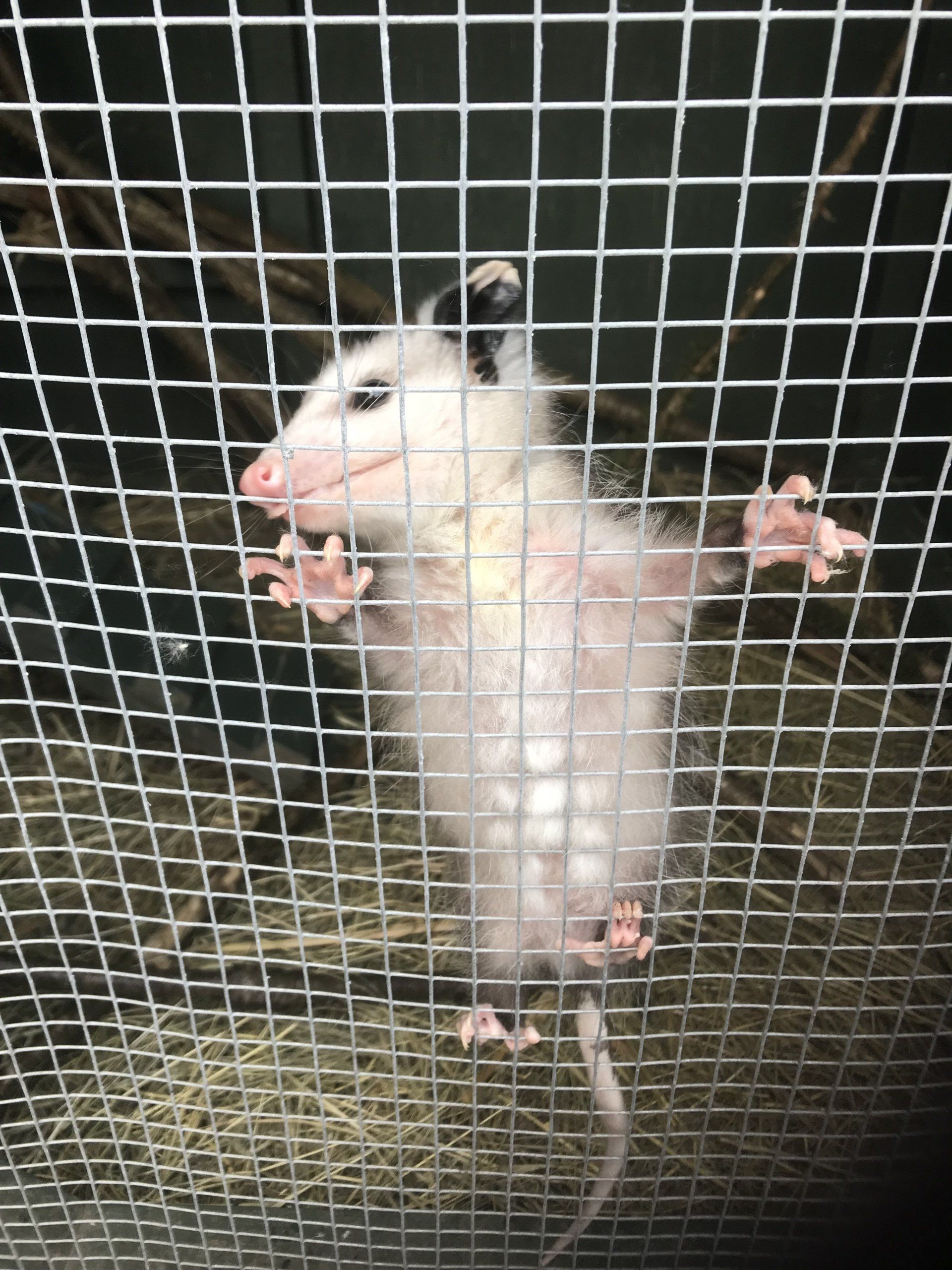 A white opossum is sitting in a wire cage