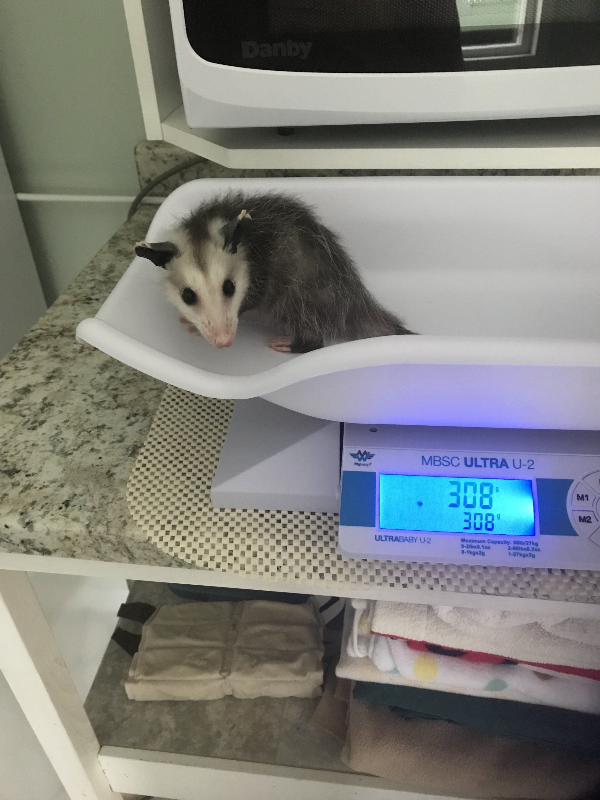 A small opossum is sitting on a scale