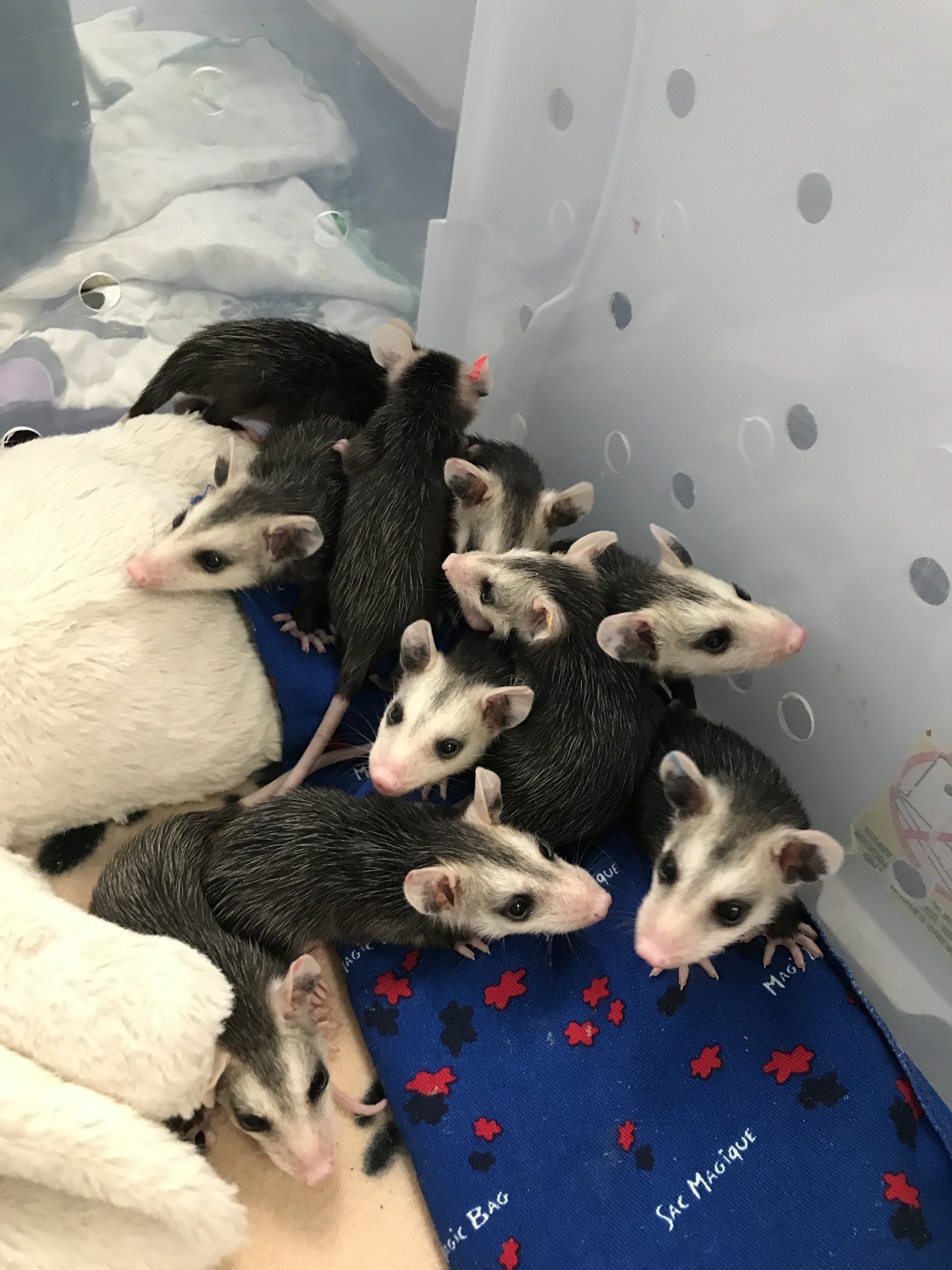 A group of baby opossums are laying on a blue blanket.
