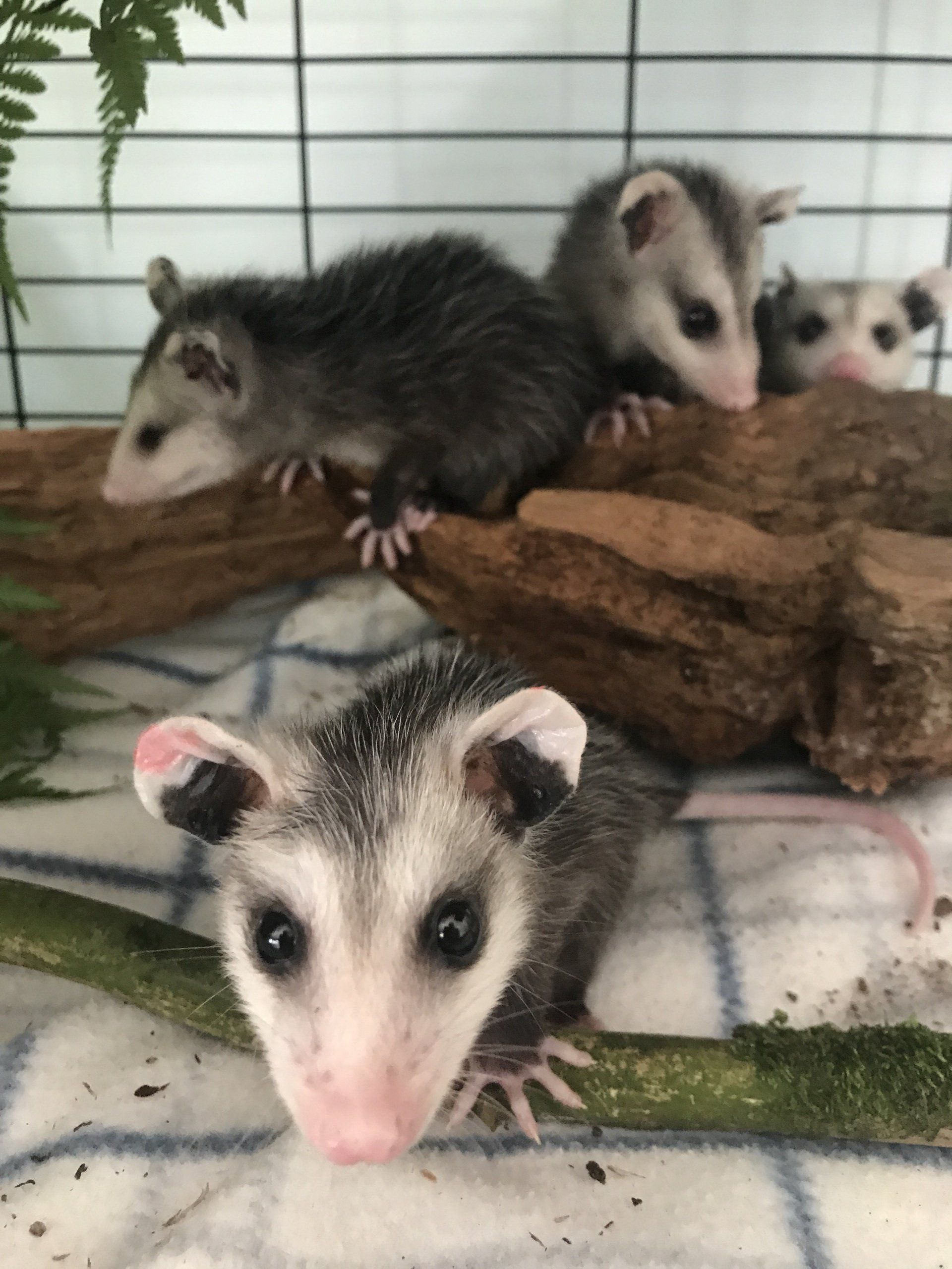 Three baby opossums are sitting on a log in a cage.
