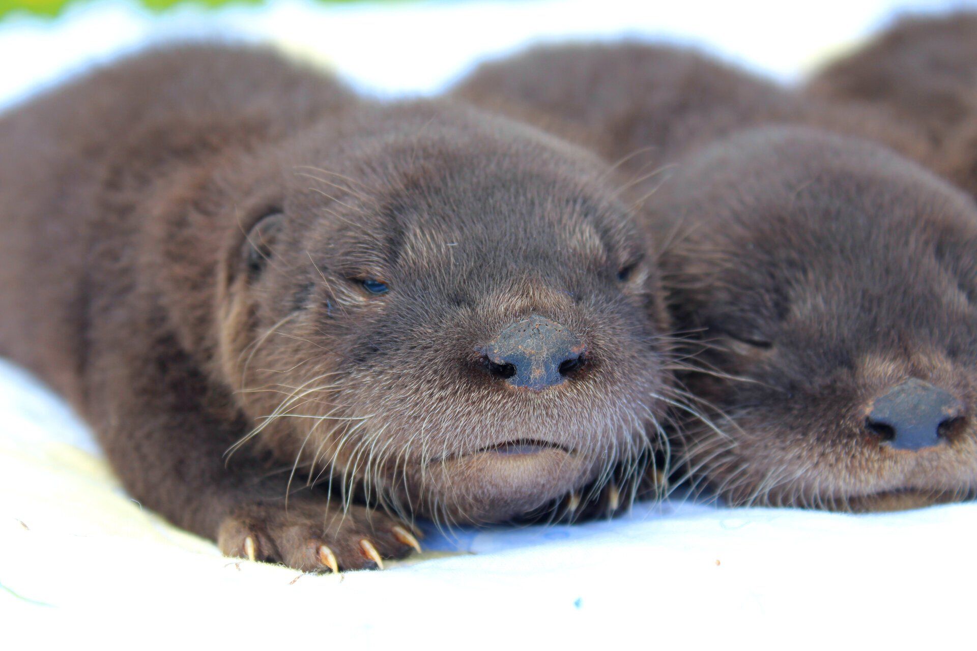 World Otter Day