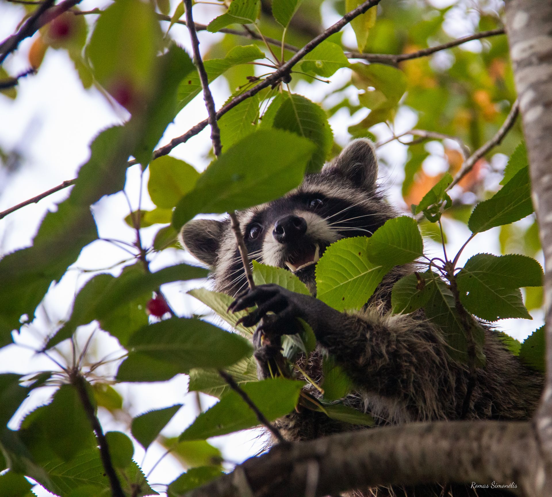 A raccoon is eating leaves from a tree branch