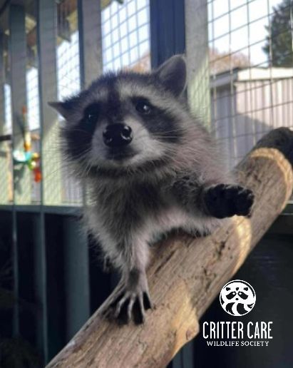 Raccoon perched on a branch, looking at the camera. Critter Care logo in the corner.