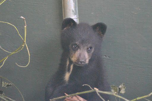 Ruth the bear cub