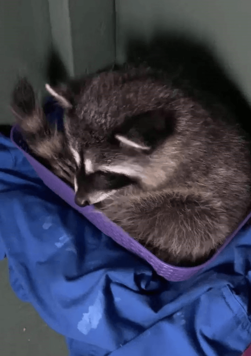 Racoon - Critter Care Wildlife Society