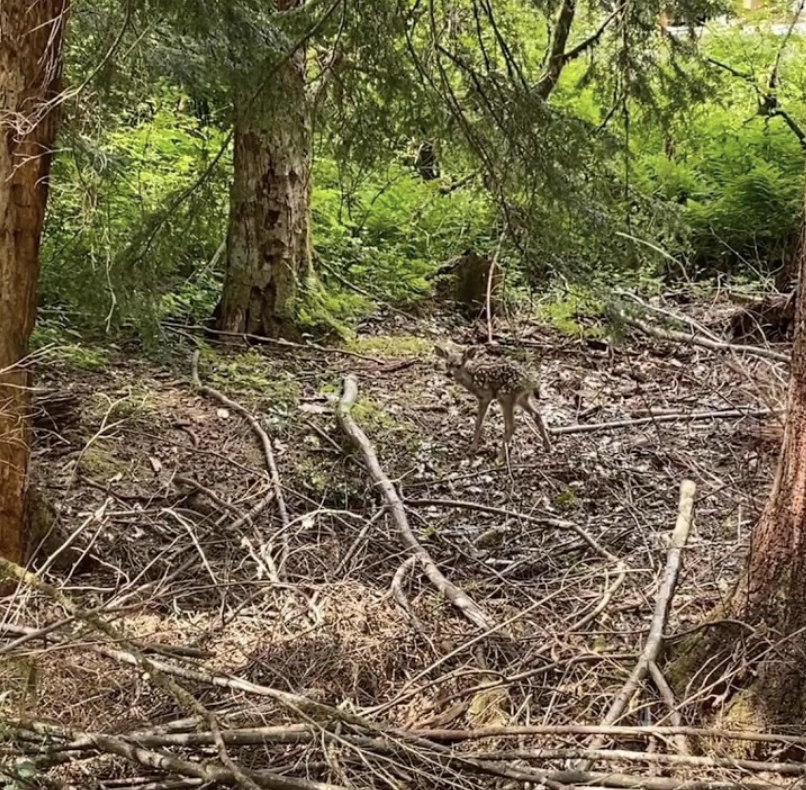 Fawn - Critter Care Wildlife Society