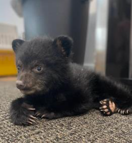 Chaska the bear cub