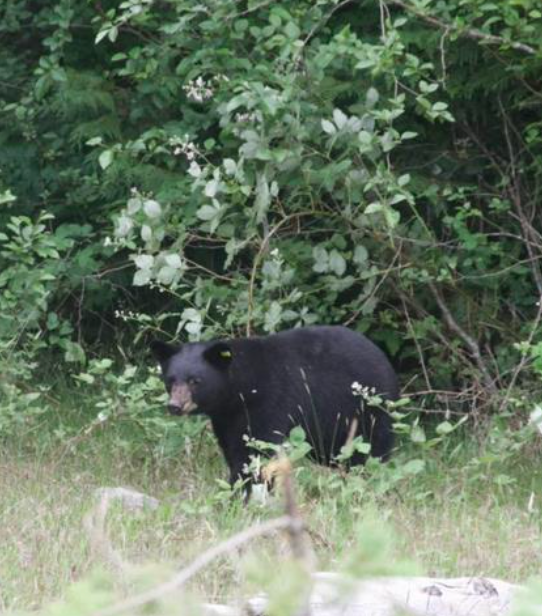 Chaska the bear