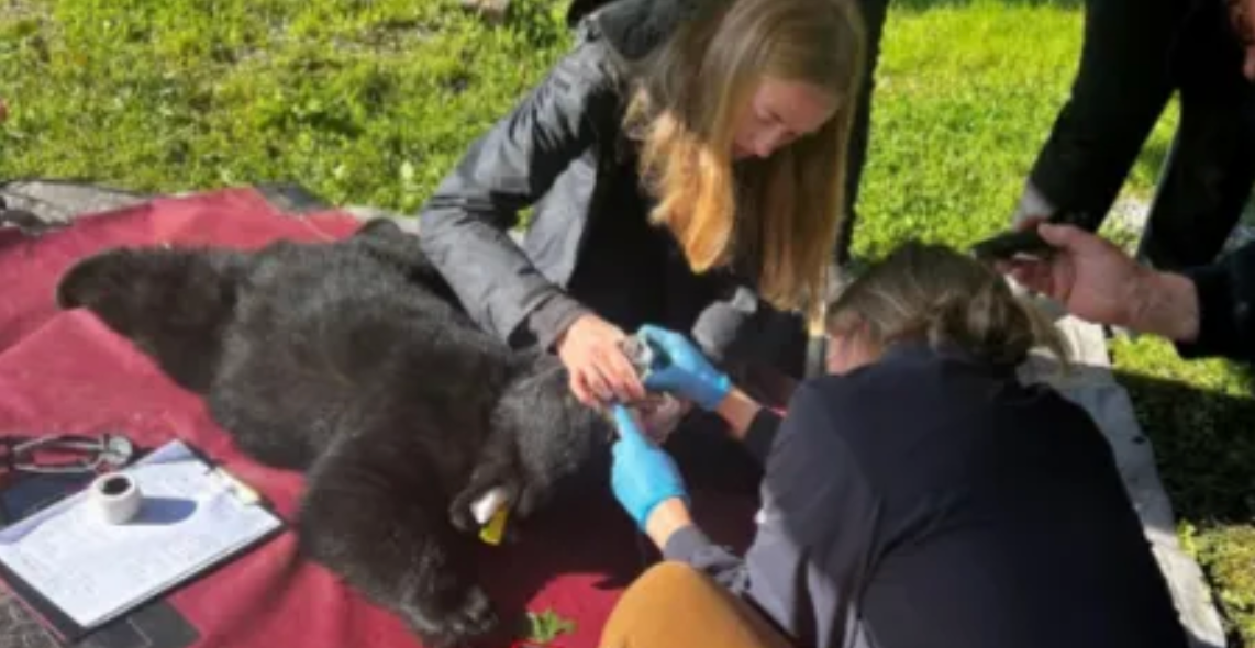 Healping a bear