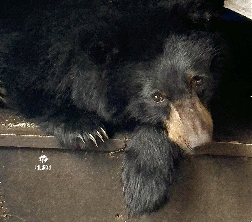 A black bear is laying down on a wooden shelf