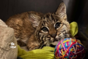 Bobcat kitten with ball.