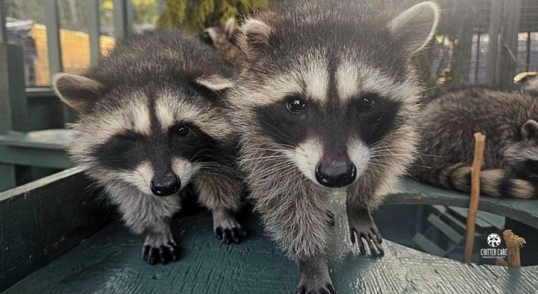 Two raccoons with black masks, noses, and paws stand on a deck, one next to the other, looking directly at the viewer.