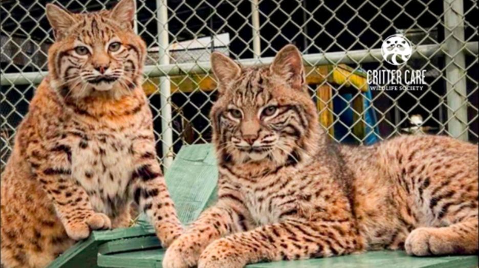 Two bobcats are sitting and laying in a cage.