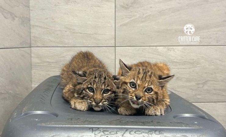 Two bobcat kittens are lying on top of a trash can.