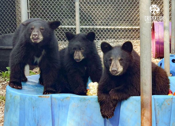 Three balck bears