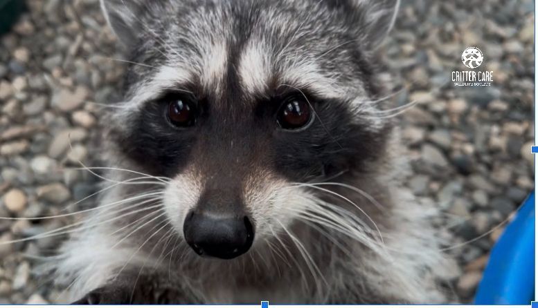 Raccoon close up