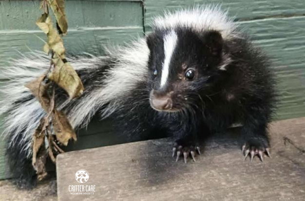 A baby skunk with black and white fur, sitting on a concrete ledge, looking towards the viewer.