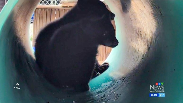 Two bear cubs.