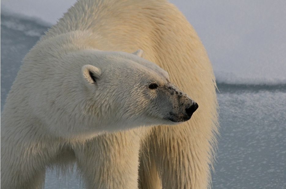 Polar Bear on Ice.