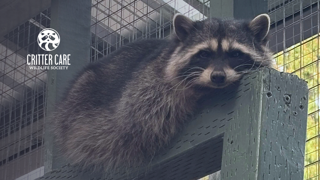 Raccoon resting on a wooden structure at Critter Care. Dark gray fur, curious gaze.