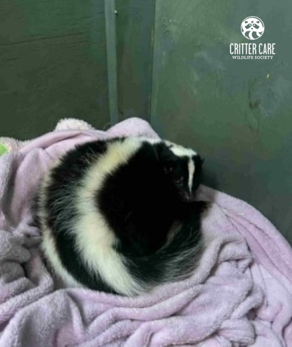 Skunk curled up on a pink blanket in a room, black and white fur, white stripe on back.