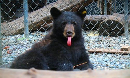 Staying Safe Around Bears