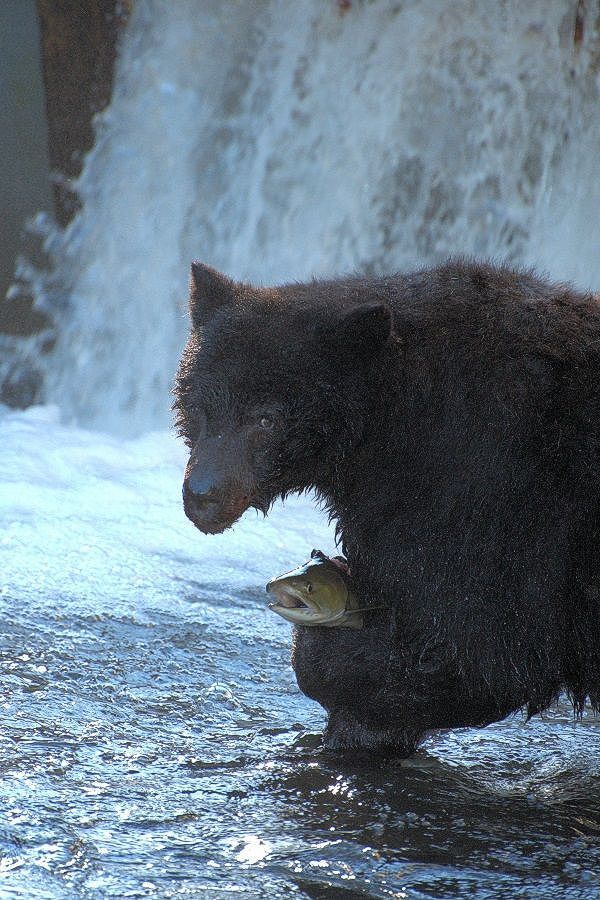 Wild Salmon and the Ecosystem, a Symbiotic Relationship