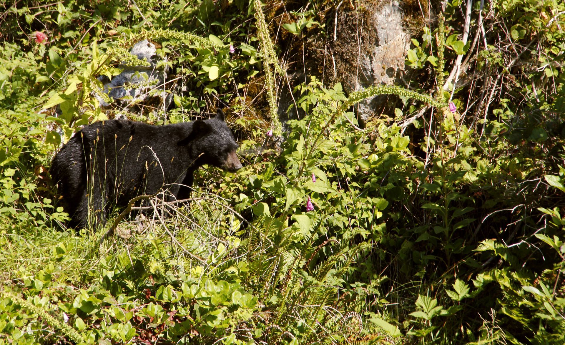 Black bear on a hillside. 