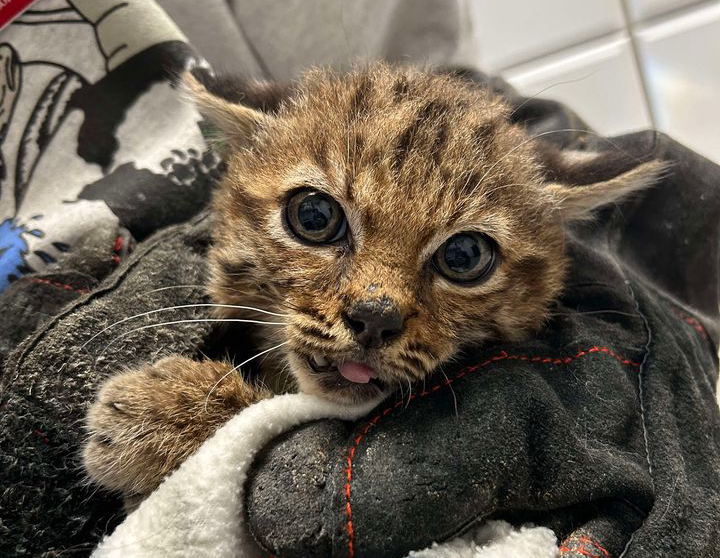 Baby bobcat in care.