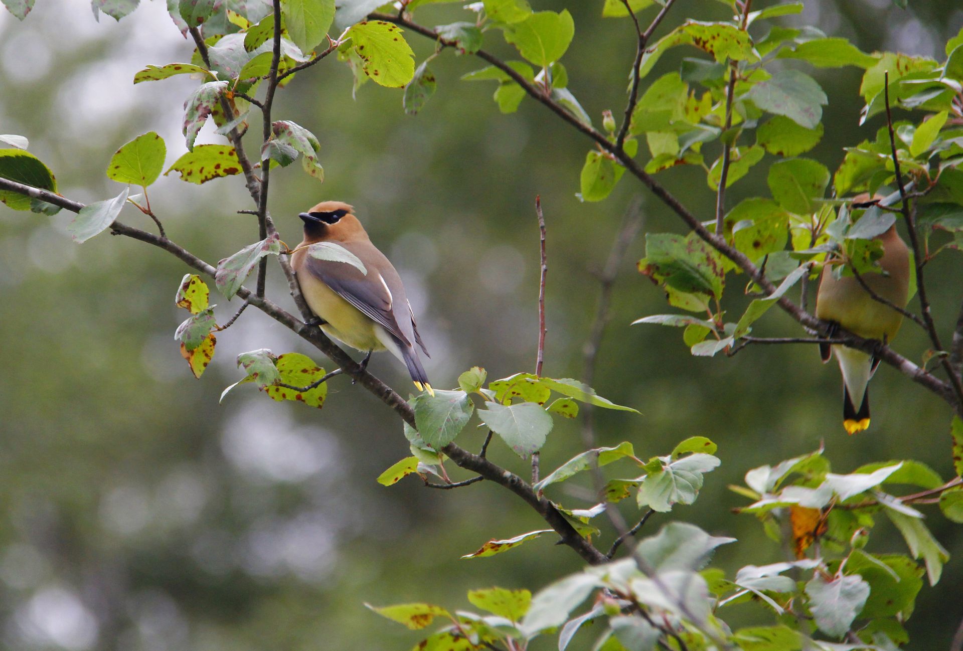 what-to-do-with-an-injured-bird